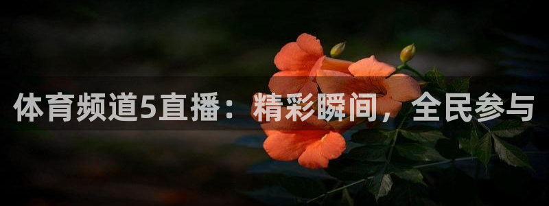 体育频道5直播：精彩瞬间，全民参与